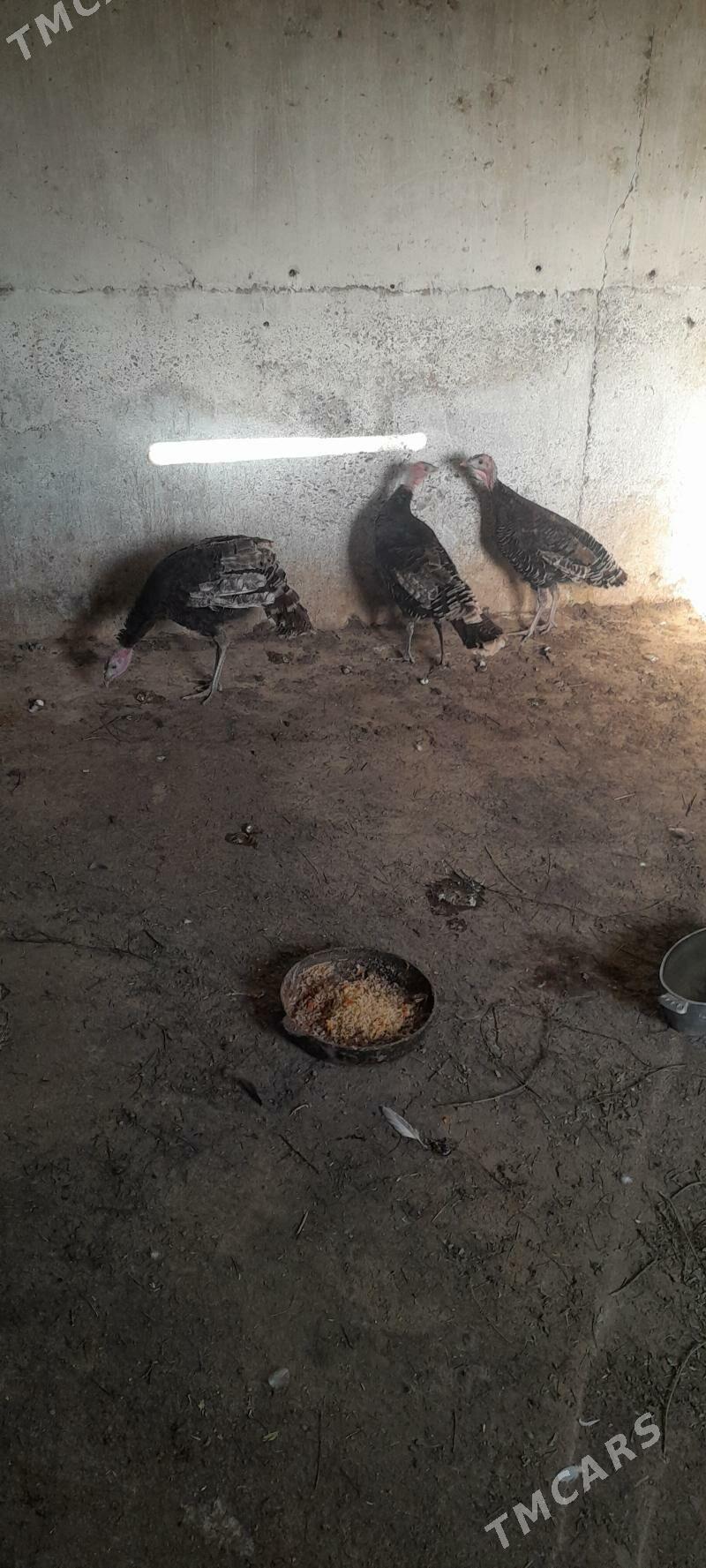 induk - Kaka - img 6