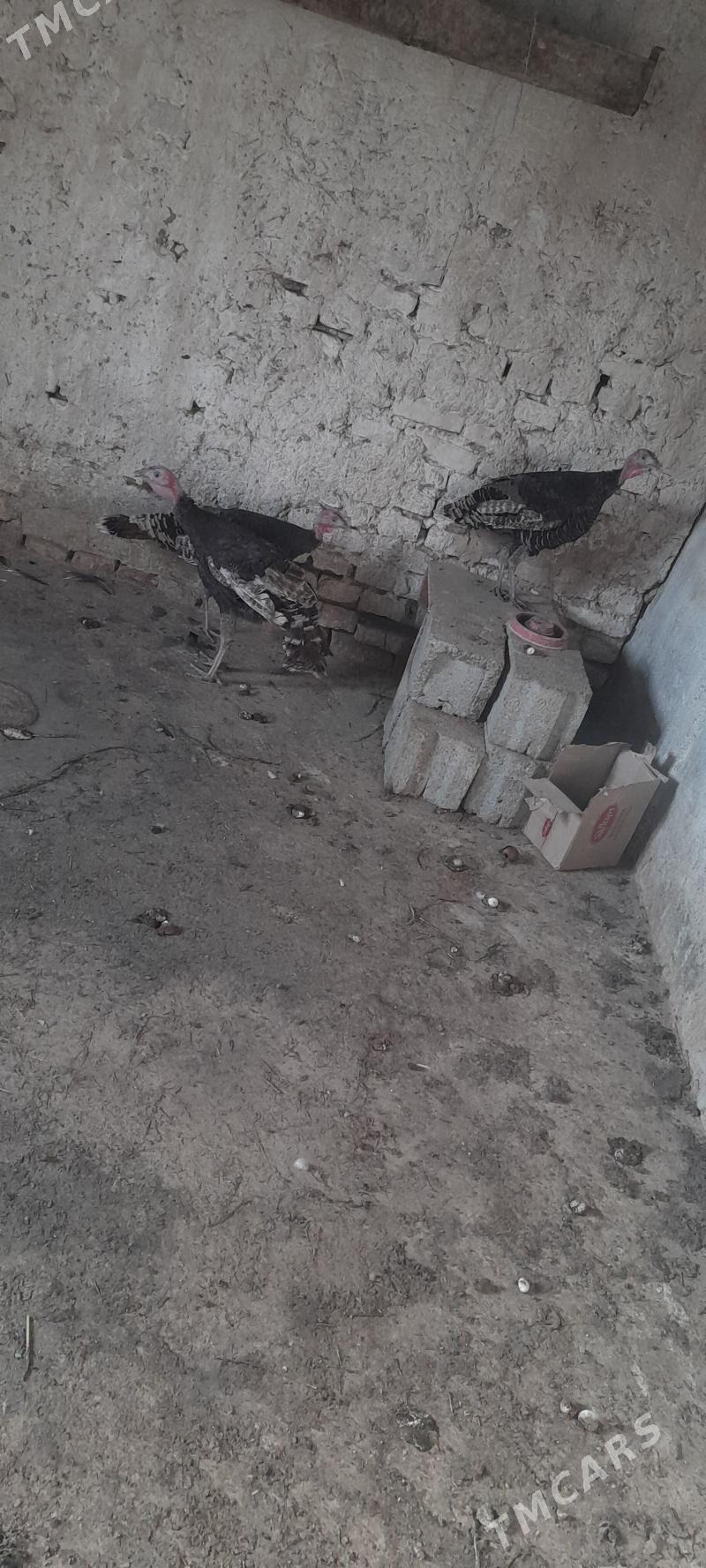 induk - Kaka - img 3