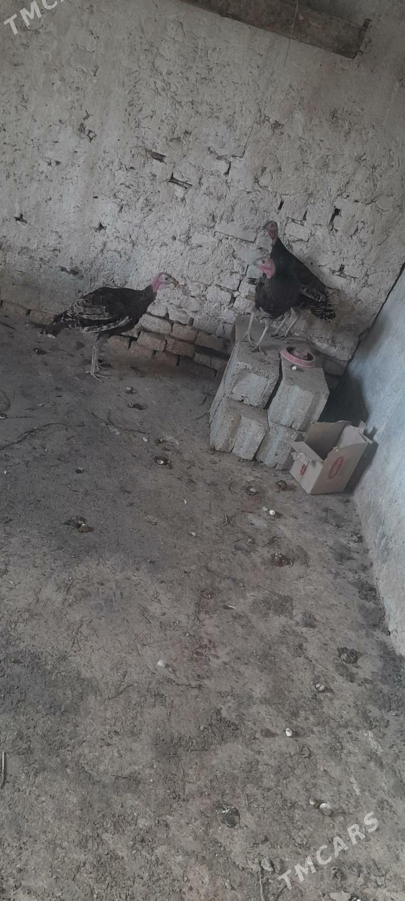 induk - Kaka - img 7