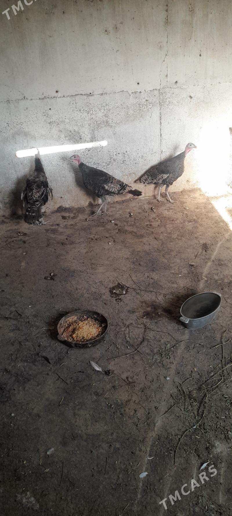 induk - Kaka - img 5