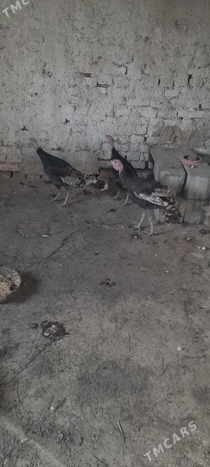 induk - Kaka - img 4