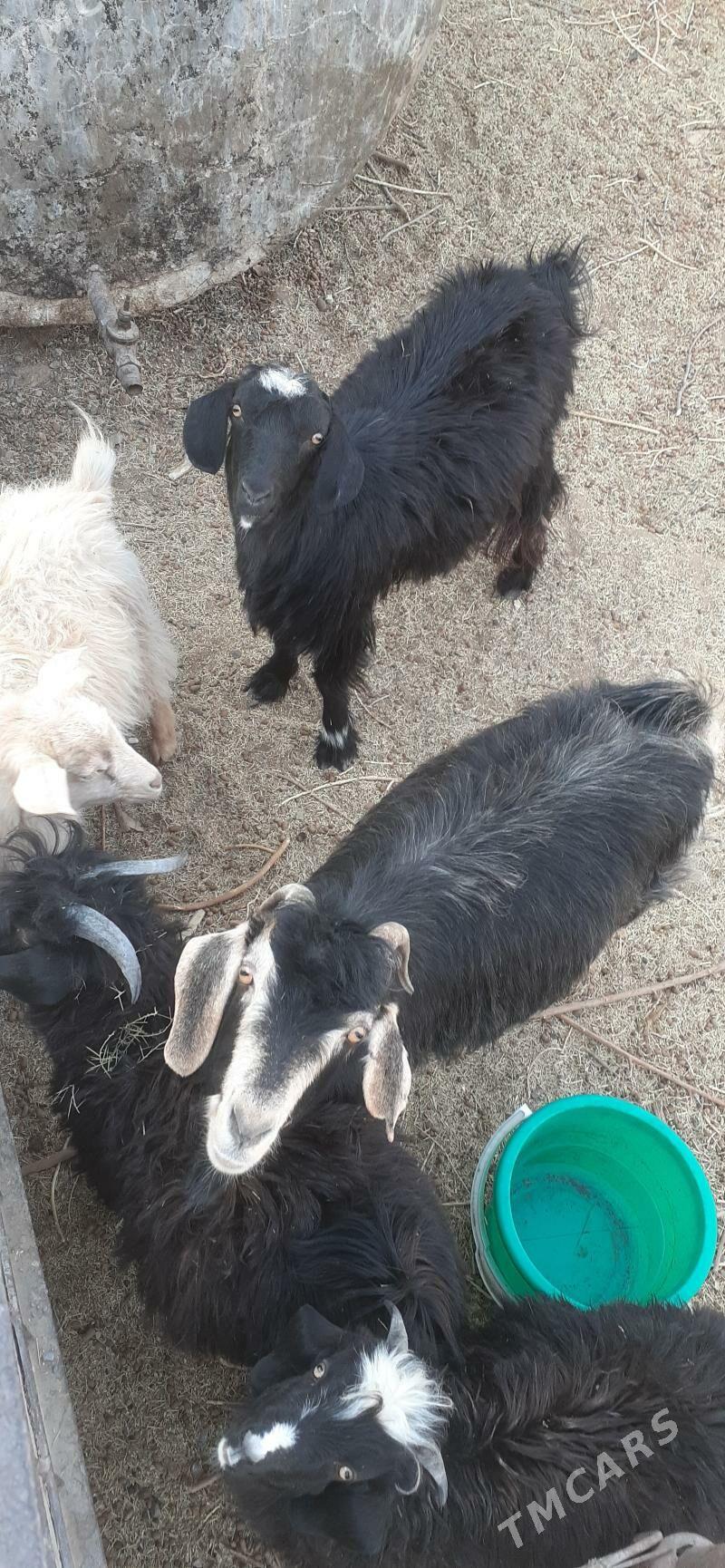 geçi - Çoganly - img 1