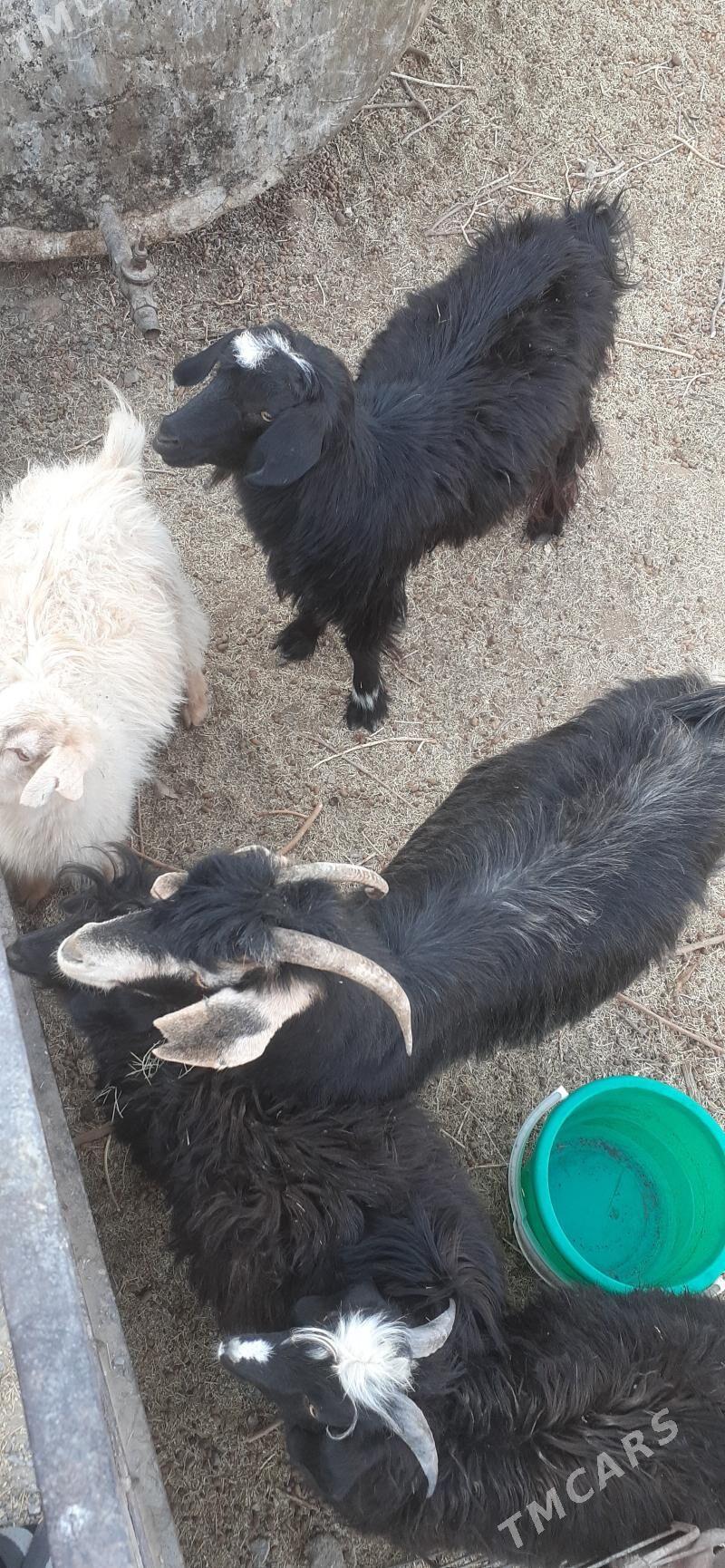 geçi - Çoganly - img 2