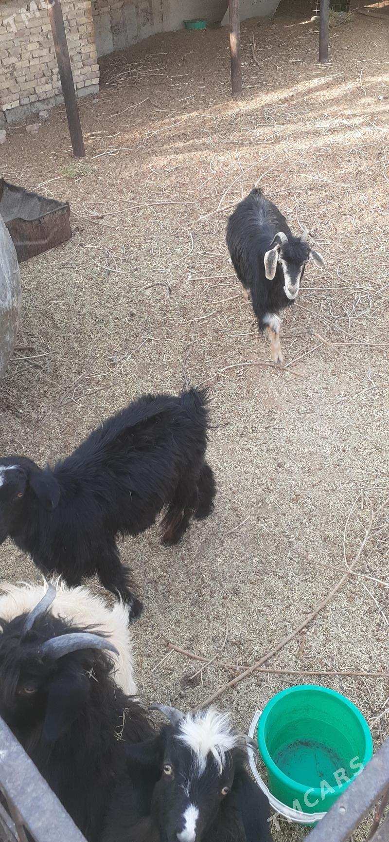 geçi - Çoganly - img 4