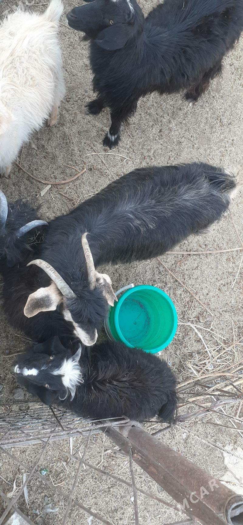 geçi - Çoganly - img 3