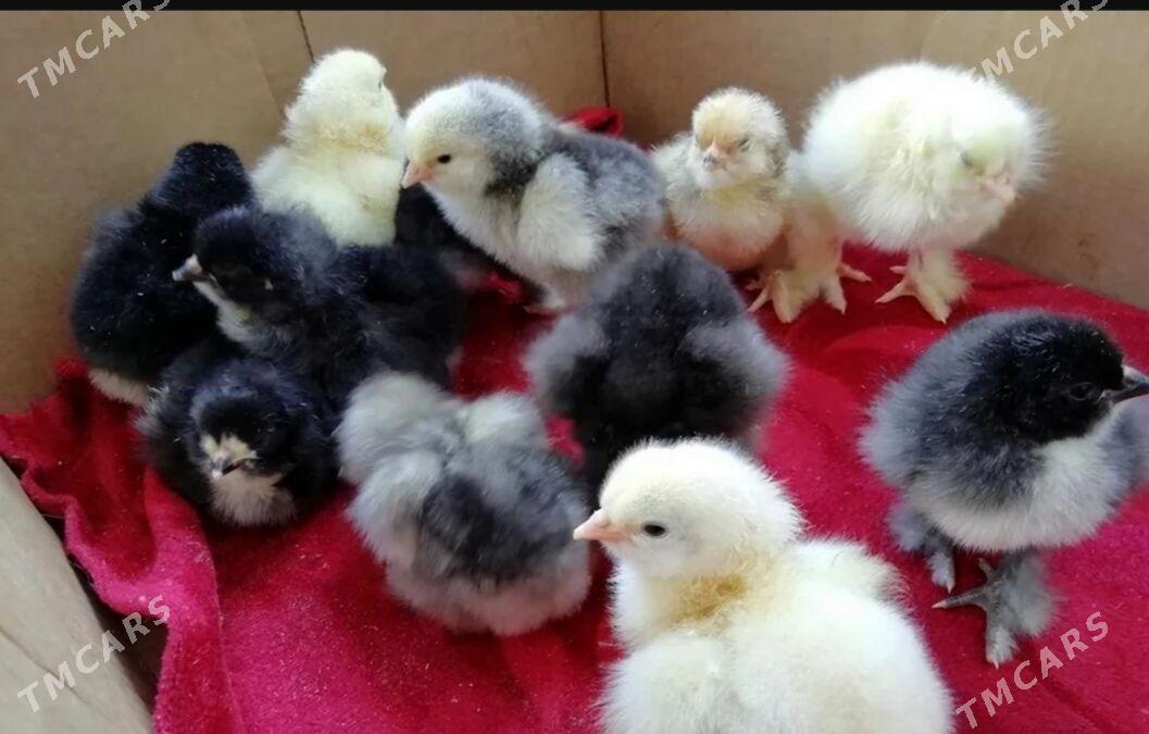 Brama jüýje Türk - Гаудан "Б" - img 1