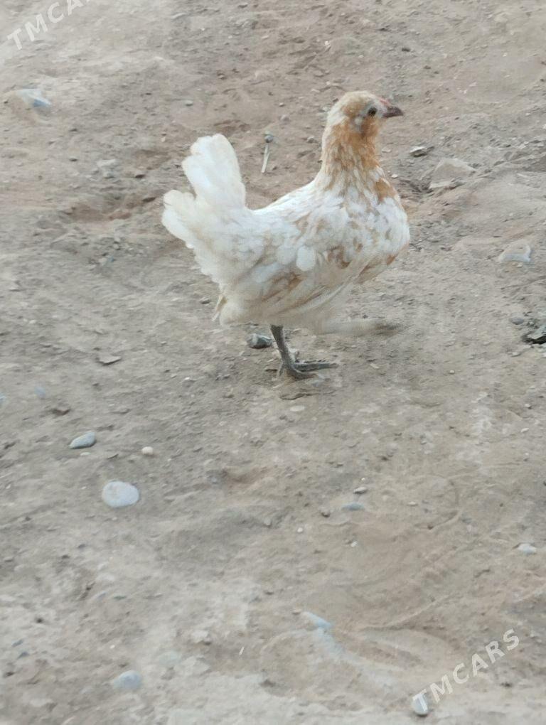 karlık - Мары - img 3