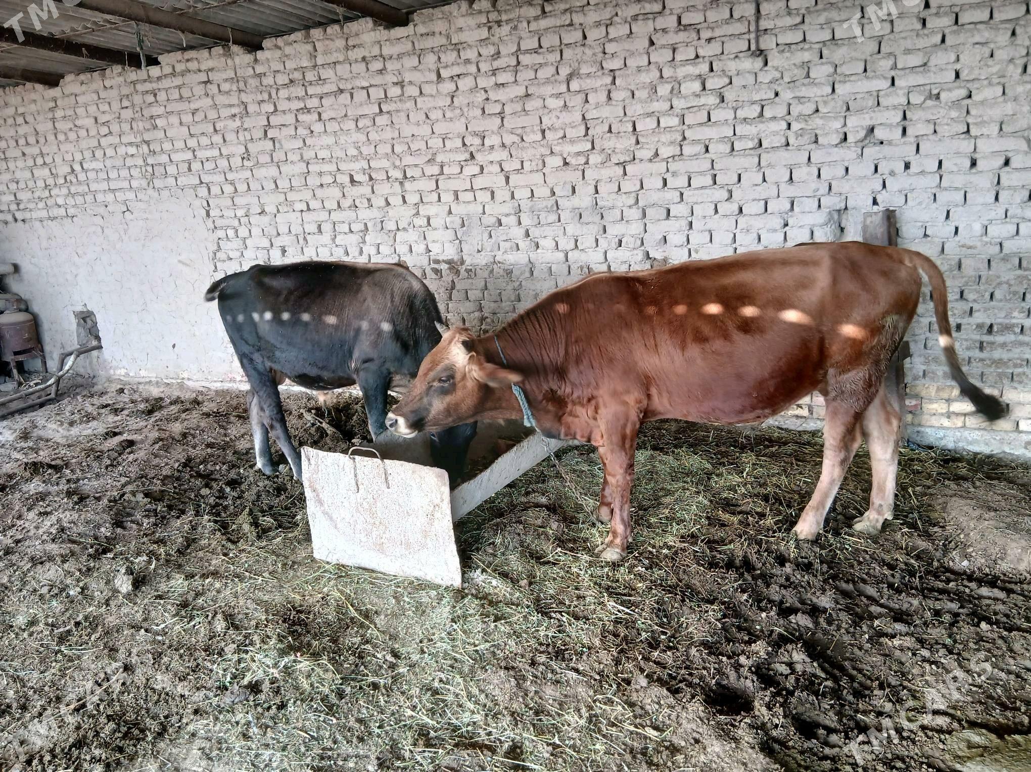 Gole - Сакарчага - img 2