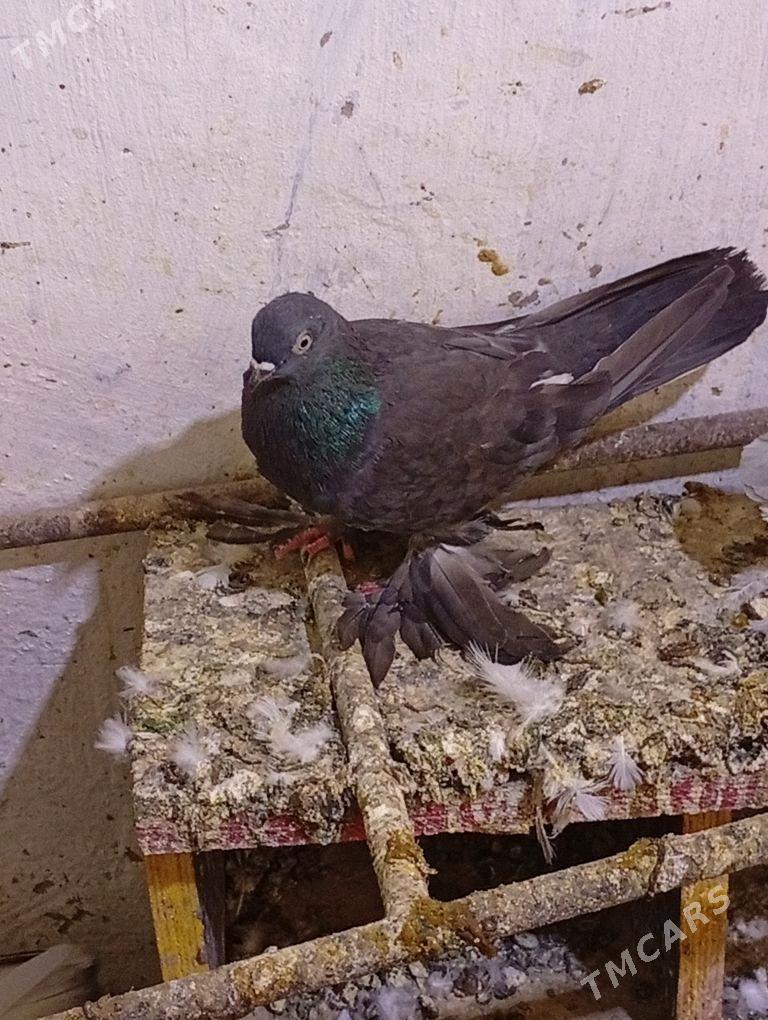 Kepderi - Aşgabat - img 2