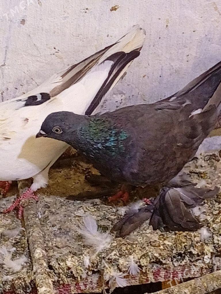 Kepderi - Aşgabat - img 3