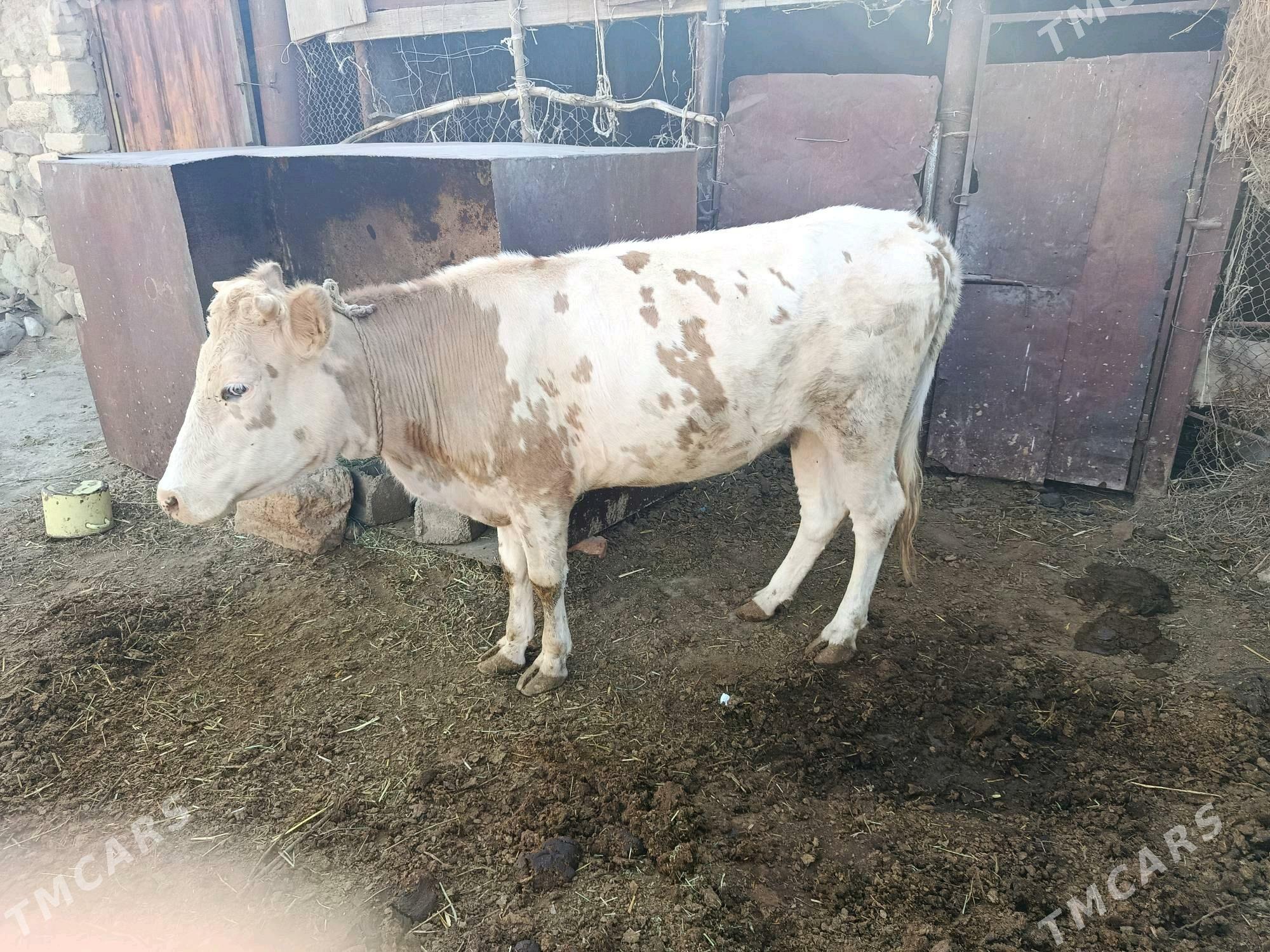 Sygyr - Bäherden - img 2