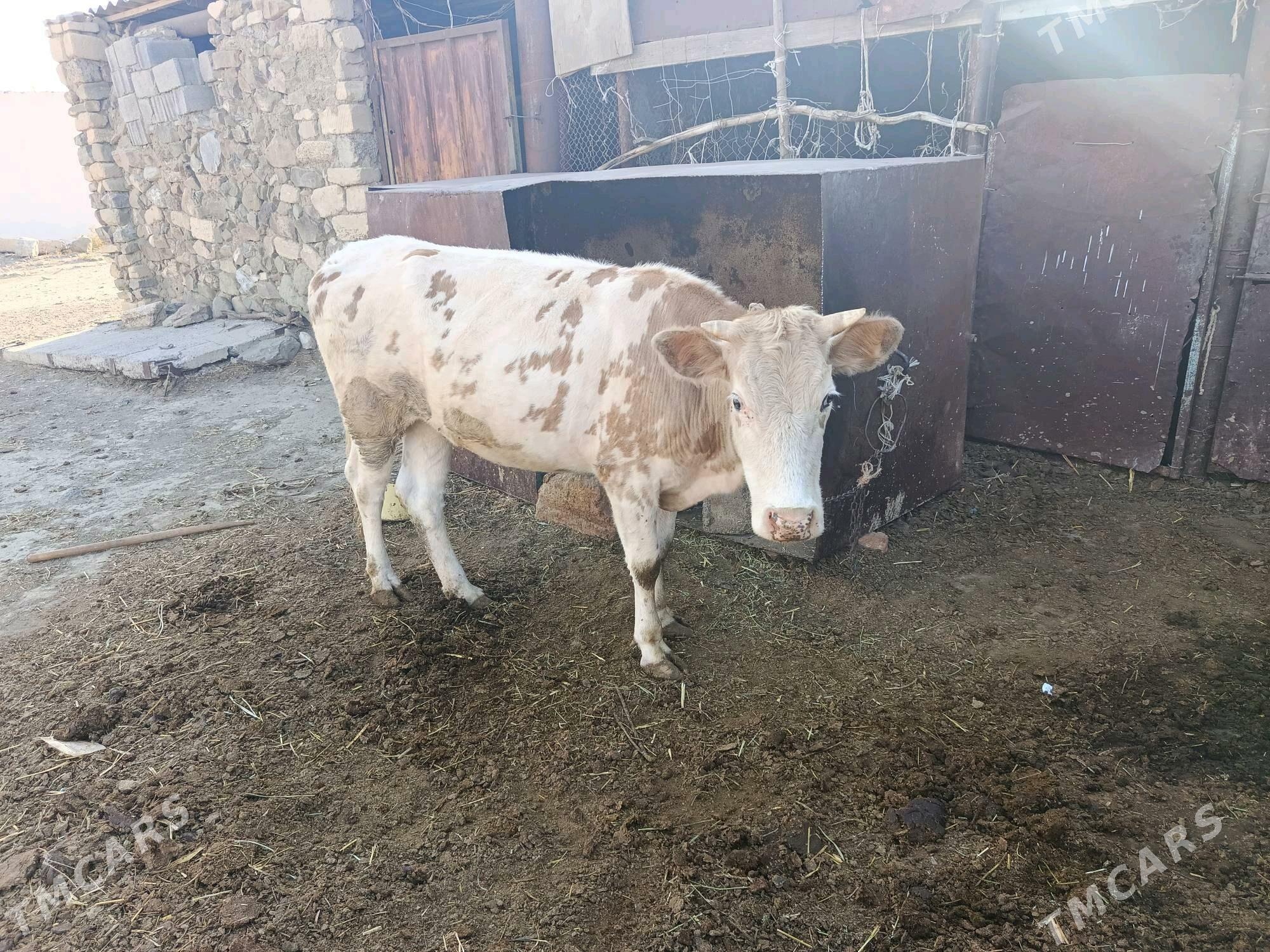 Sygyr - Bäherden - img 3