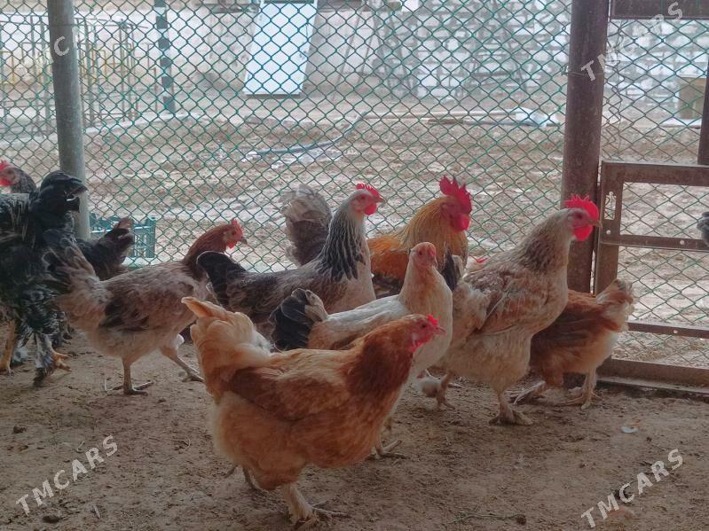 Towuk Horaz - Türkmenbaşy - img 2