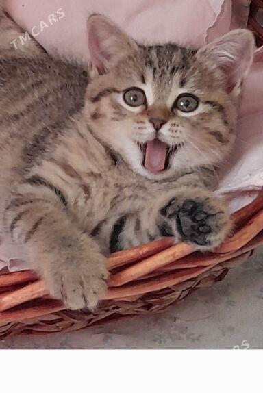 Шотландские шиншиллы - Aşgabat - img 1