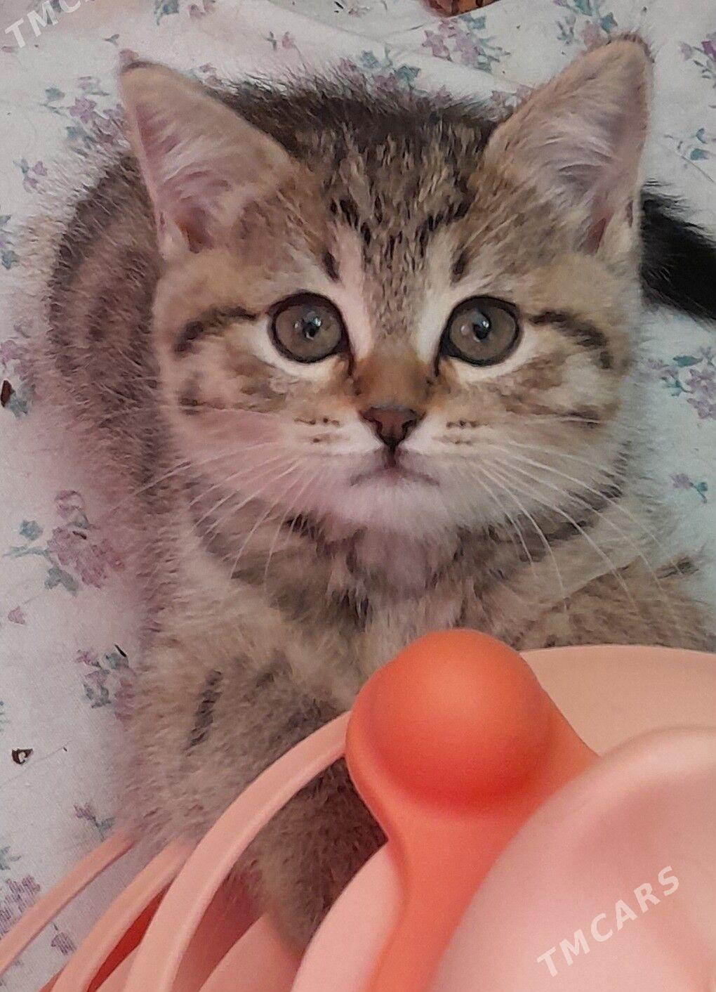 Шотландские шиншиллы - Aşgabat - img 3