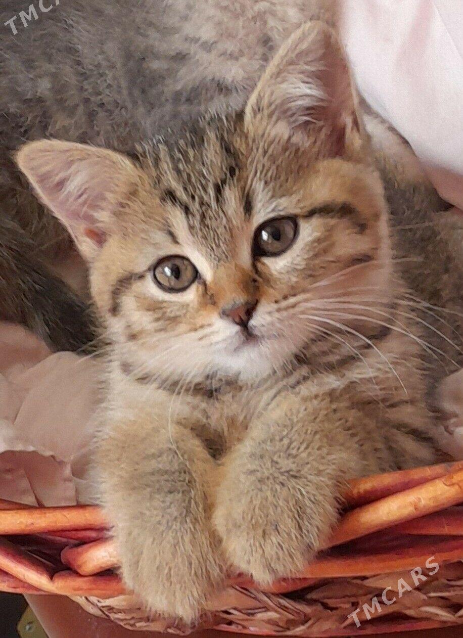 Шотландские шиншиллы - Aşgabat - img 2