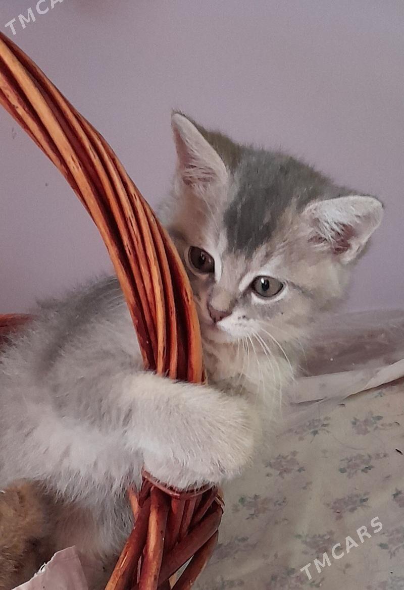 Шотландские шиншиллы - Aşgabat - img 5