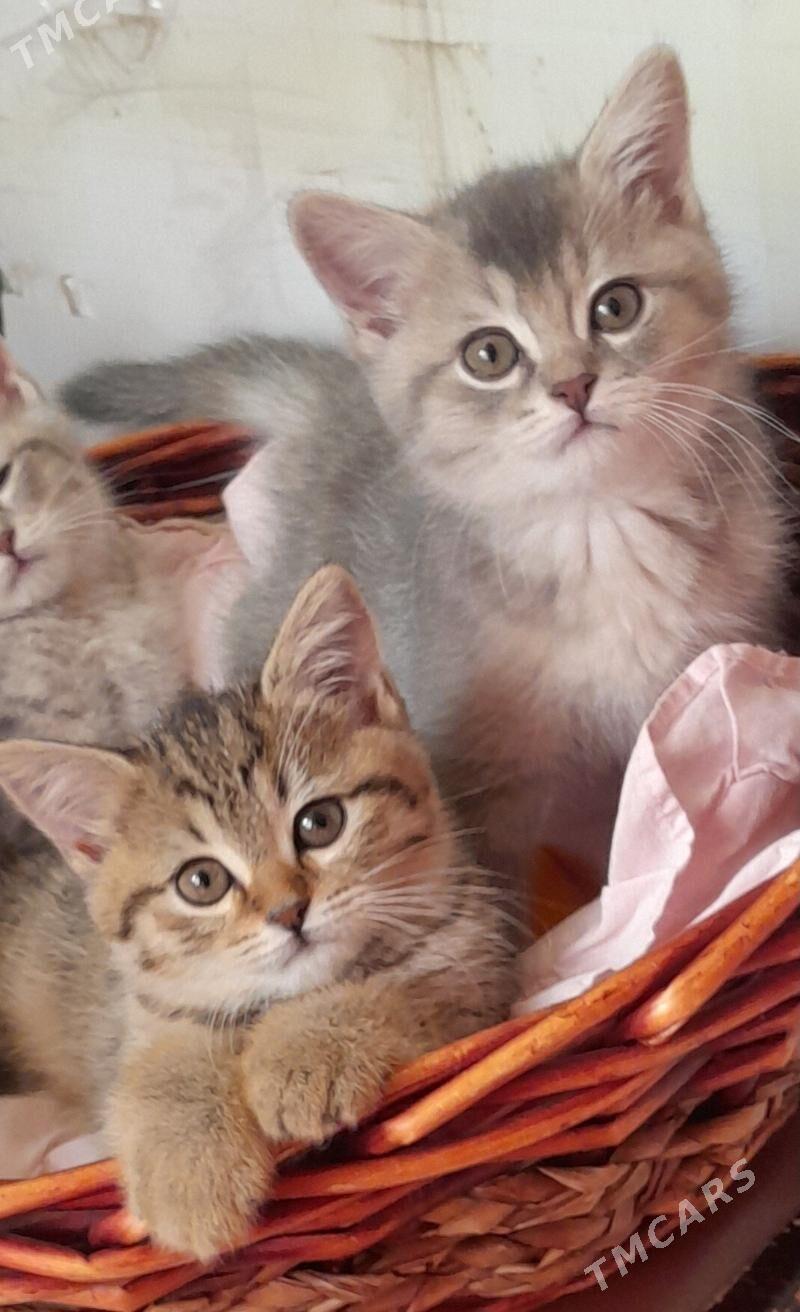 Шотландские шиншиллы - Aşgabat - img 4