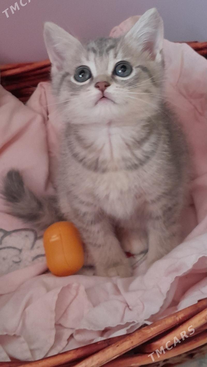 Шотландские шиншиллы - Aşgabat - img 10