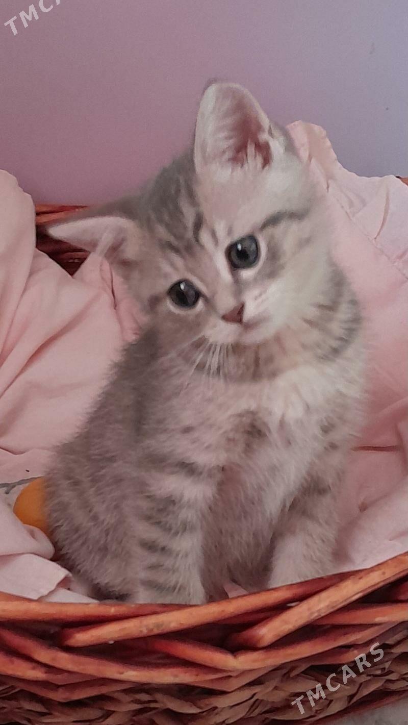 Шотландские шиншиллы - Aşgabat - img 9