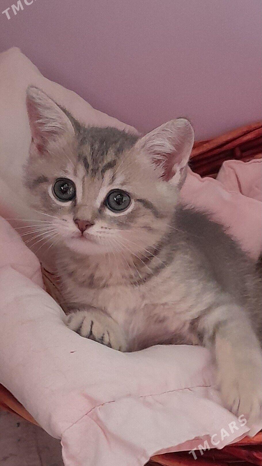 Шотландские шиншиллы - Aşgabat - img 8