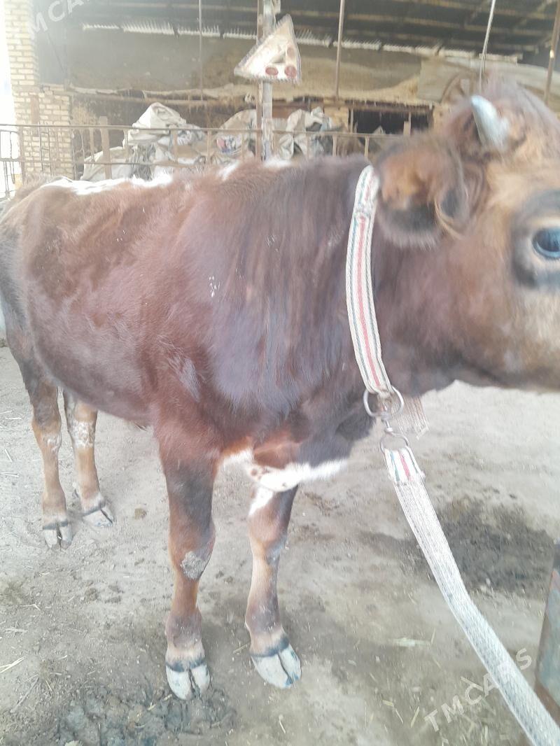 Ökûz - Мары - img 2