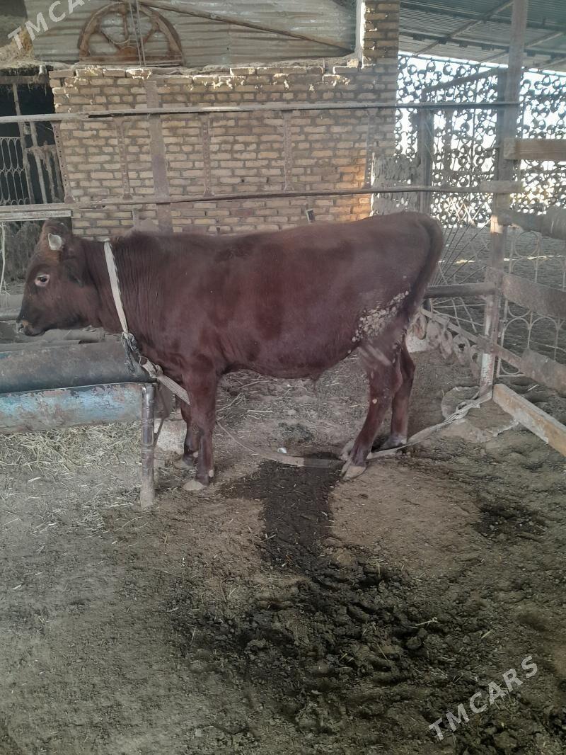 Ökûz - Мары - img 10