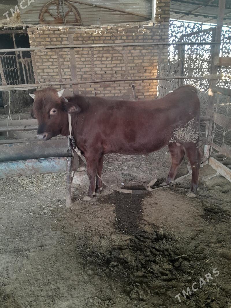 Ökûz - Мары - img 9