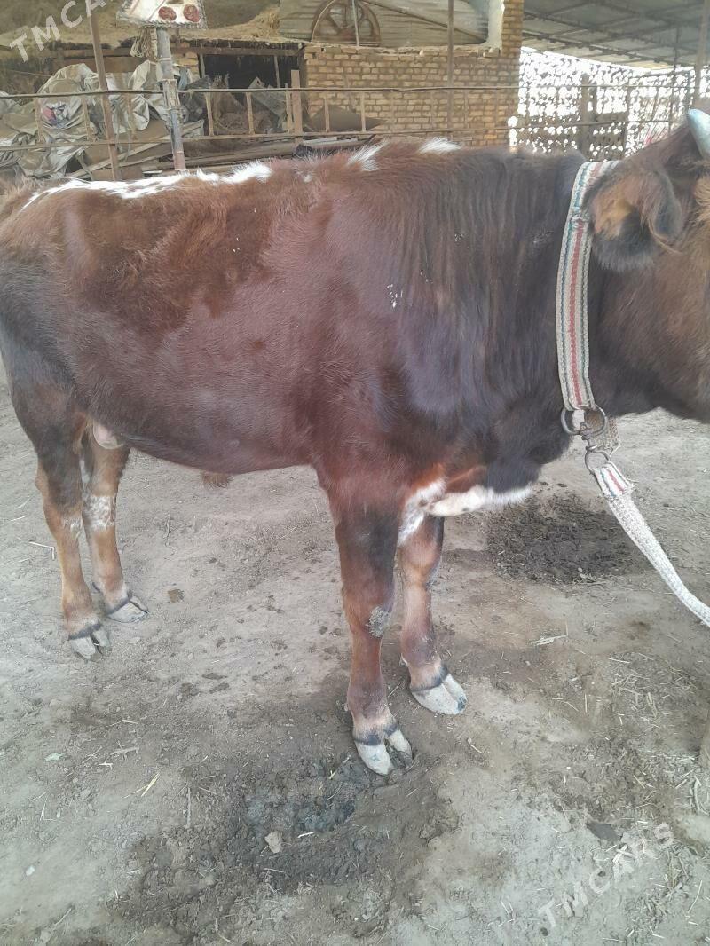 Ökûz - Мары - img 3