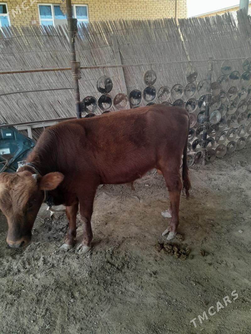 Ökûz - Мары - img 5