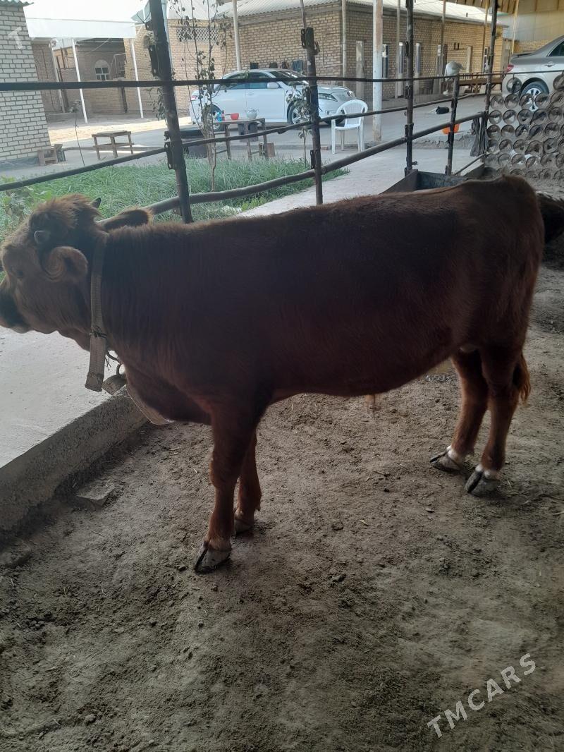 Ökûz - Мары - img 4