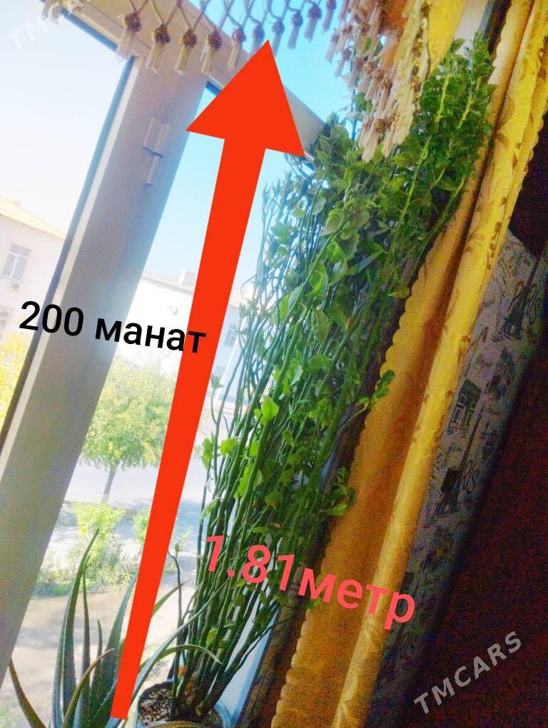 домашние цветы - Balkanabat - img 3