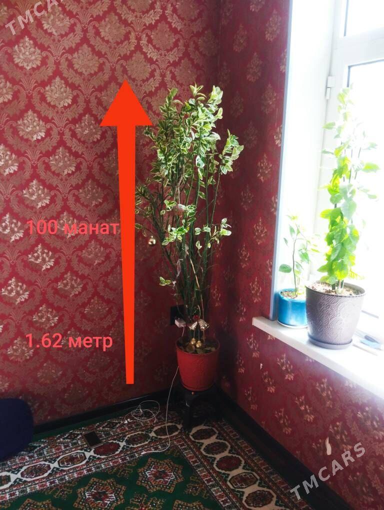 домашние цветы - Balkanabat - img 1