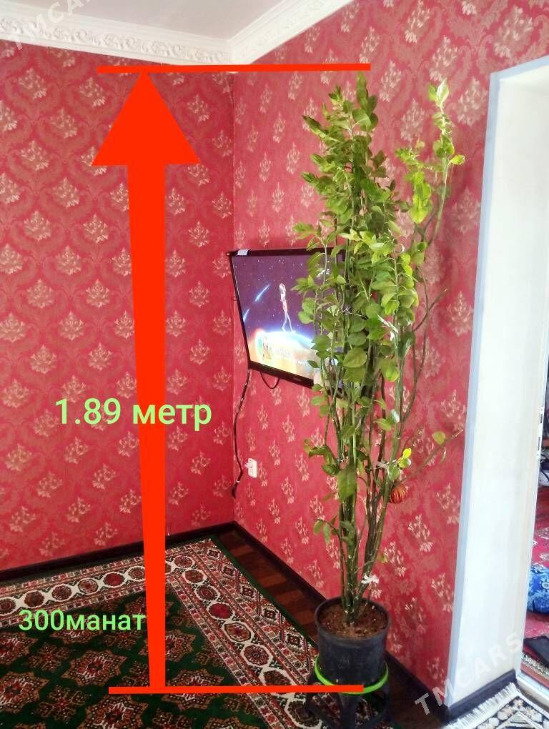 домашние цветы - Balkanabat - img 2