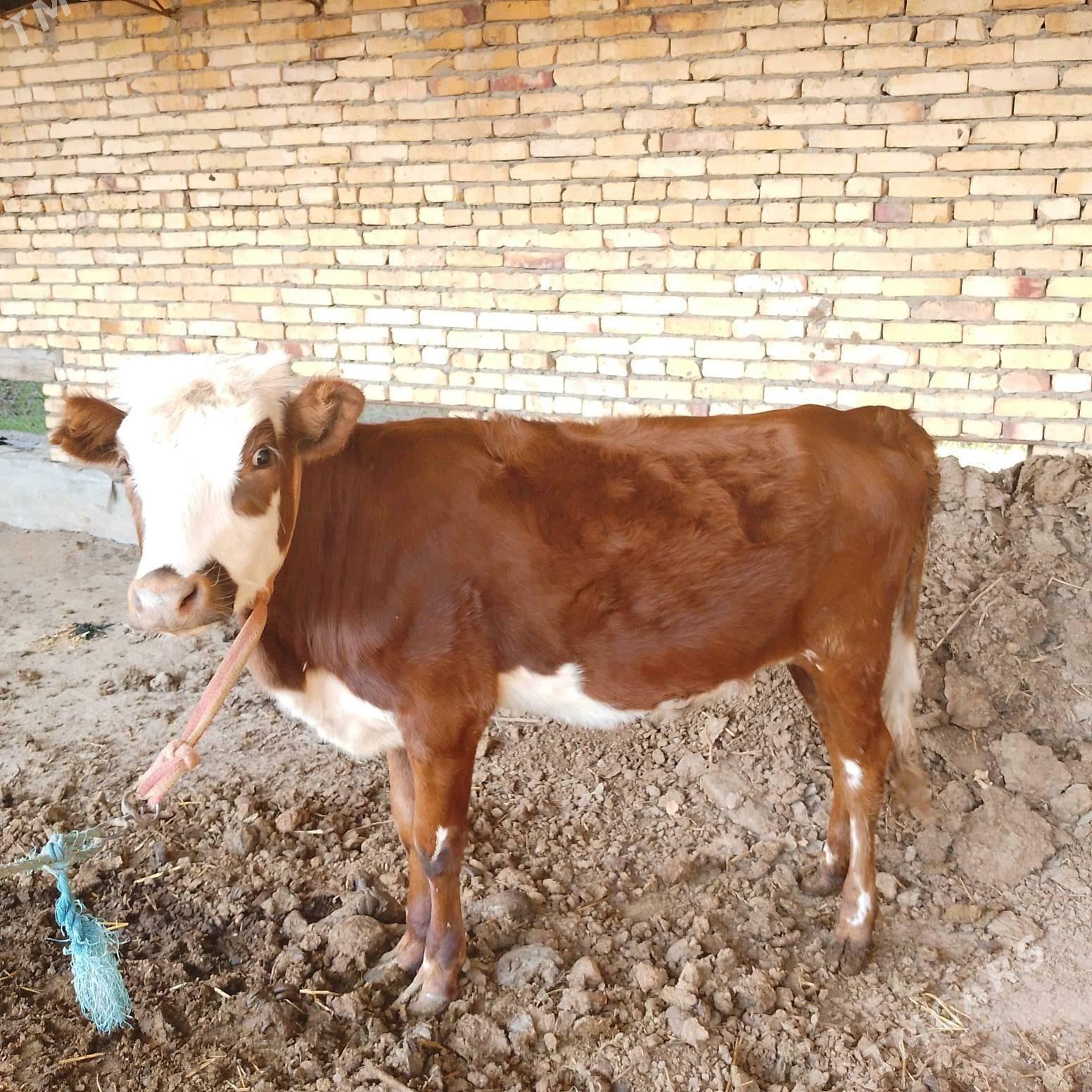 СЕМИЗ ОКУЗ ВЕ УНАЖЫН - Çärjew - img 2