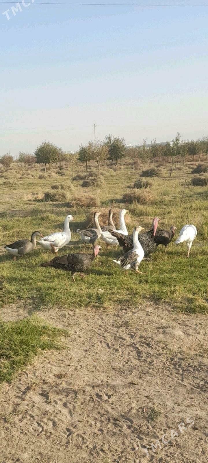 gus - Ялкым - img 2