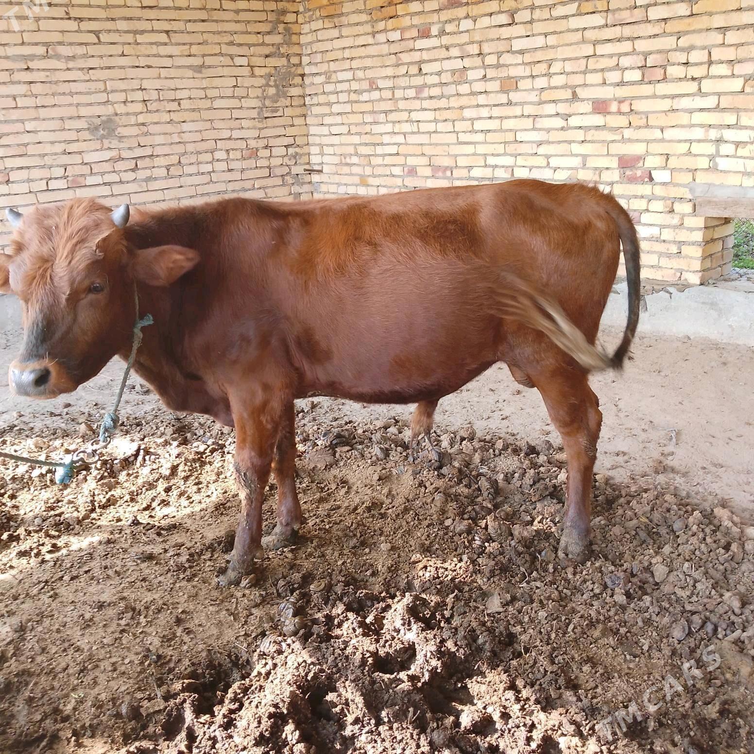 СЕМИЗ ОКУЗ ВЕ УНАЖЫН - Çärjew - img 9