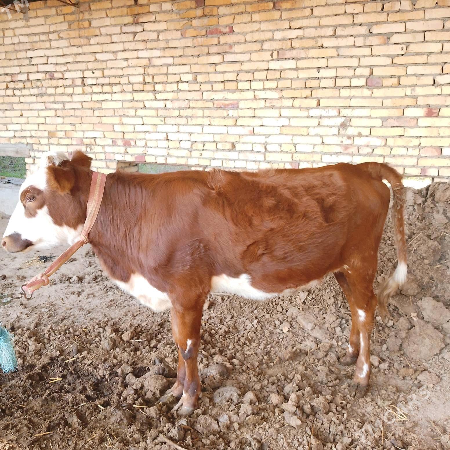 СЕМИЗ ОКУЗ ВЕ УНАЖЫН - Çärjew - img 4