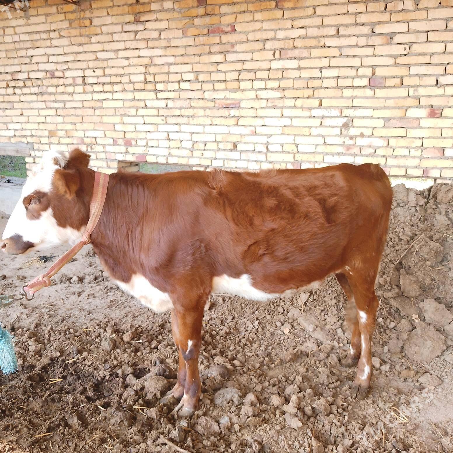 СЕМИЗ ОКУЗ ВЕ УНАЖЫН - Çärjew - img 3