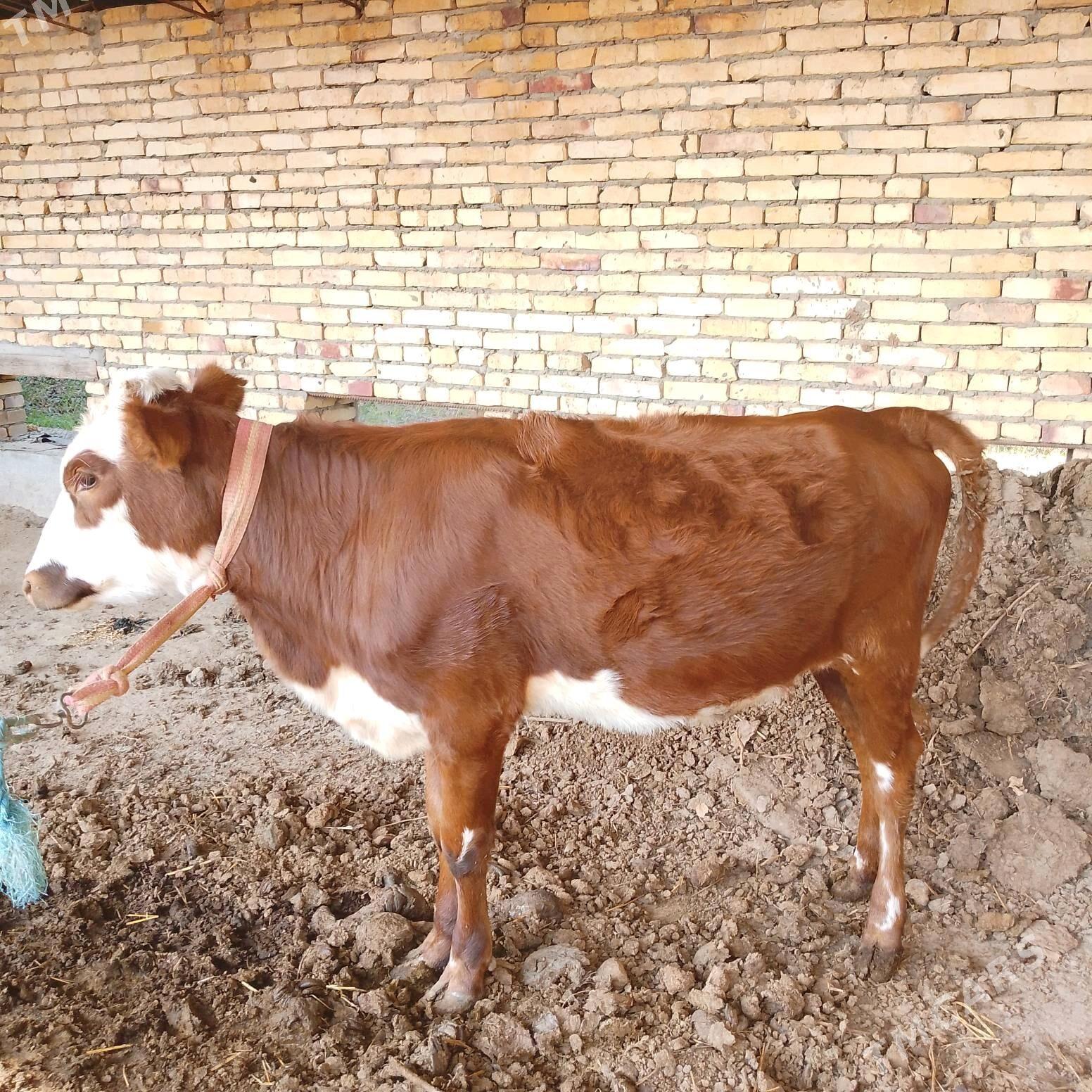 СЕМИЗ ОКУЗ ВЕ УНАЖЫН - Çärjew - img 5