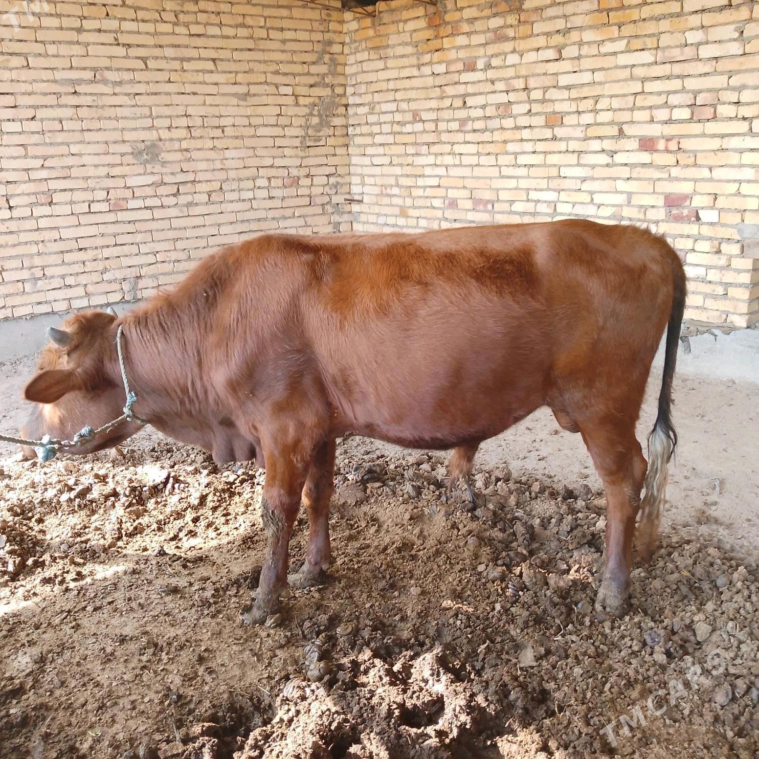 СЕМИЗ ОКУЗ ВЕ УНАЖЫН - Çärjew - img 10