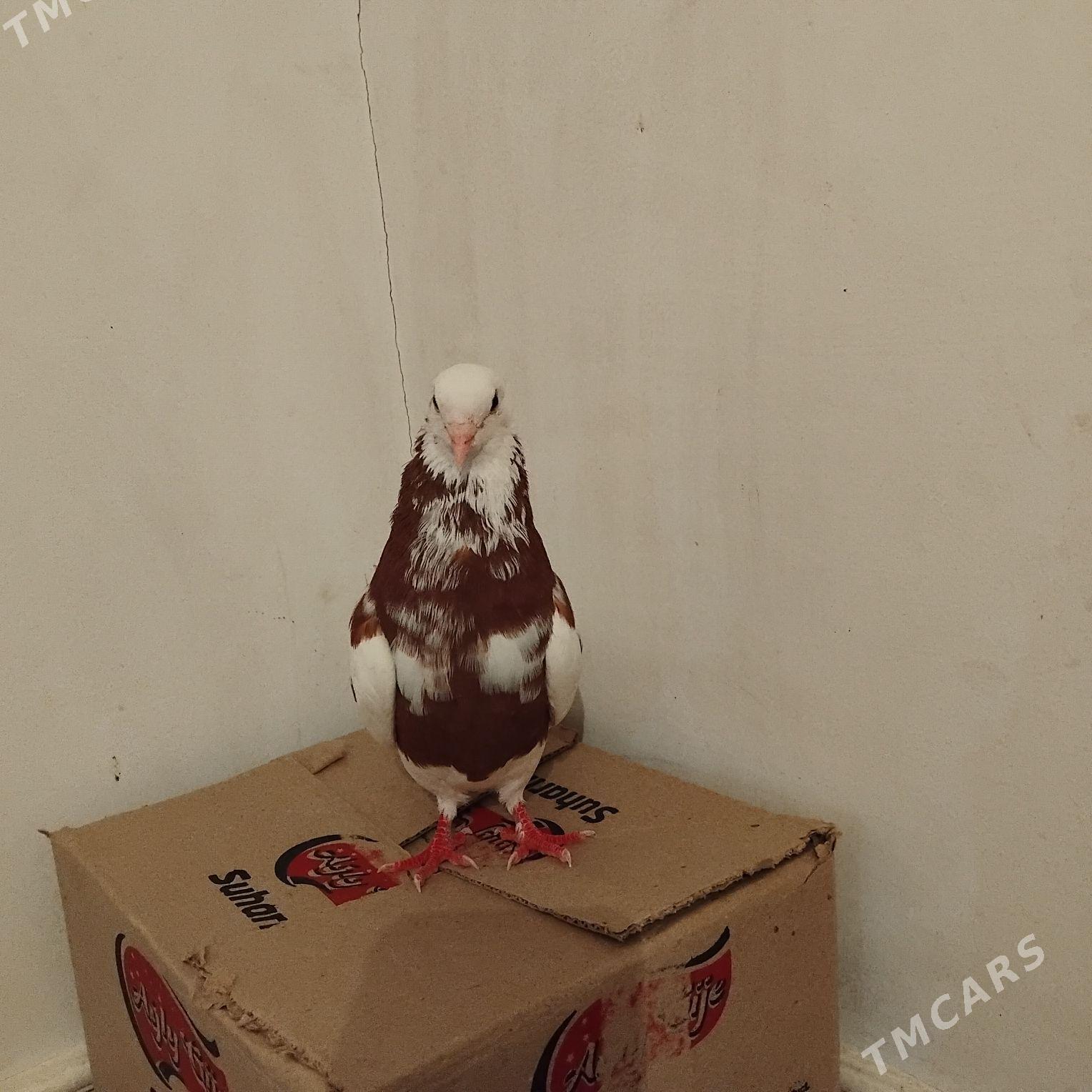 kepderi - Mary - img 2