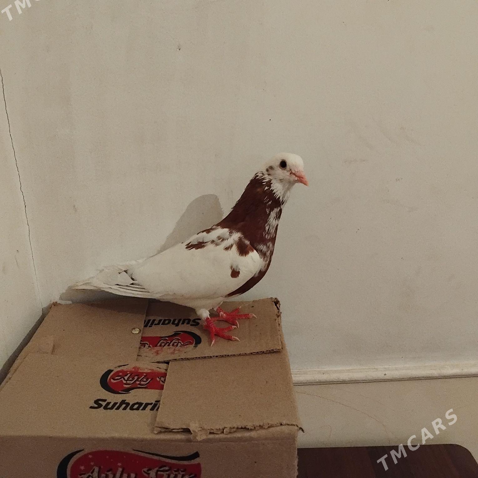 kepderi - Mary - img 3