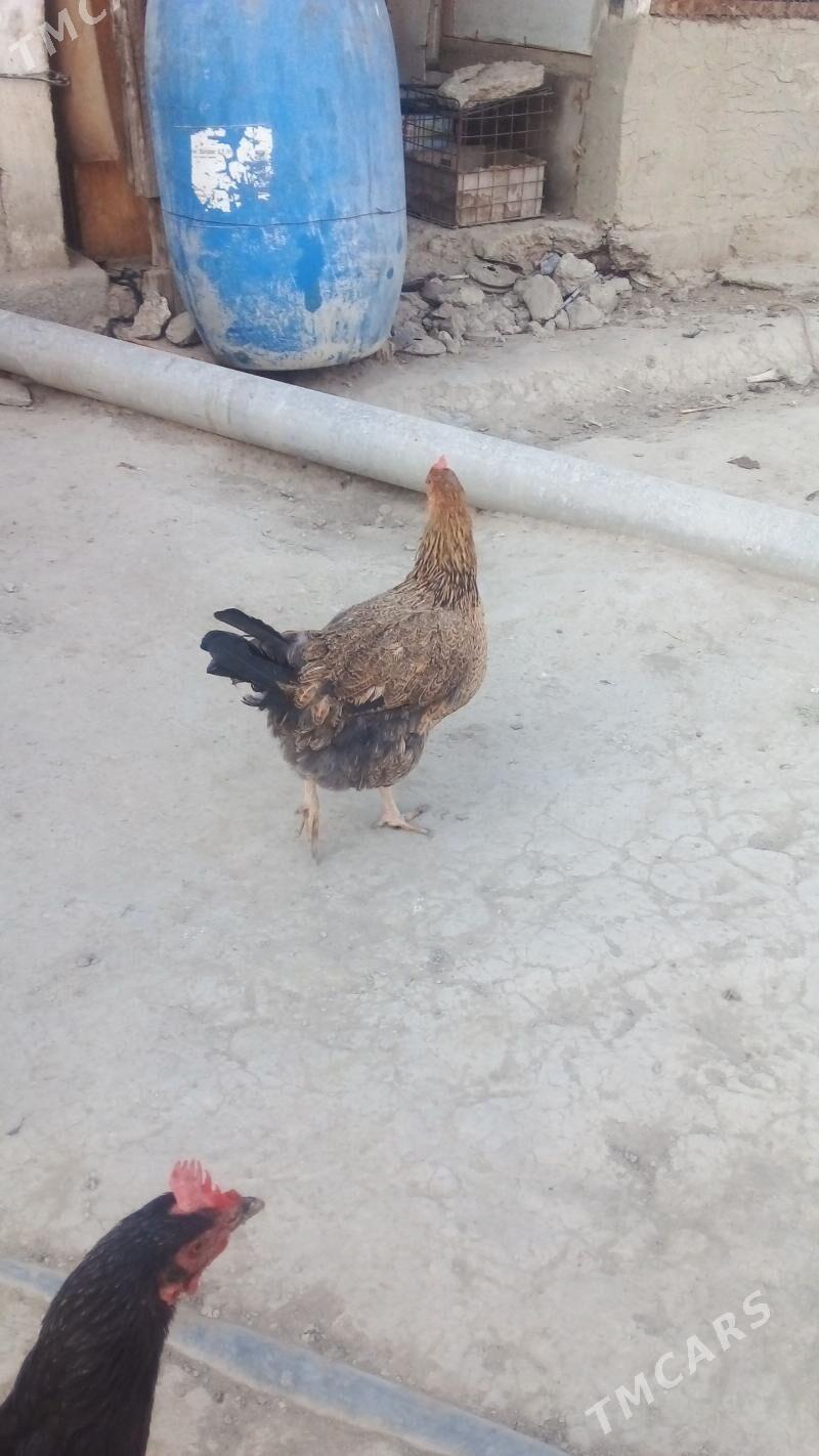 товук кучин - Bäherden - img 1