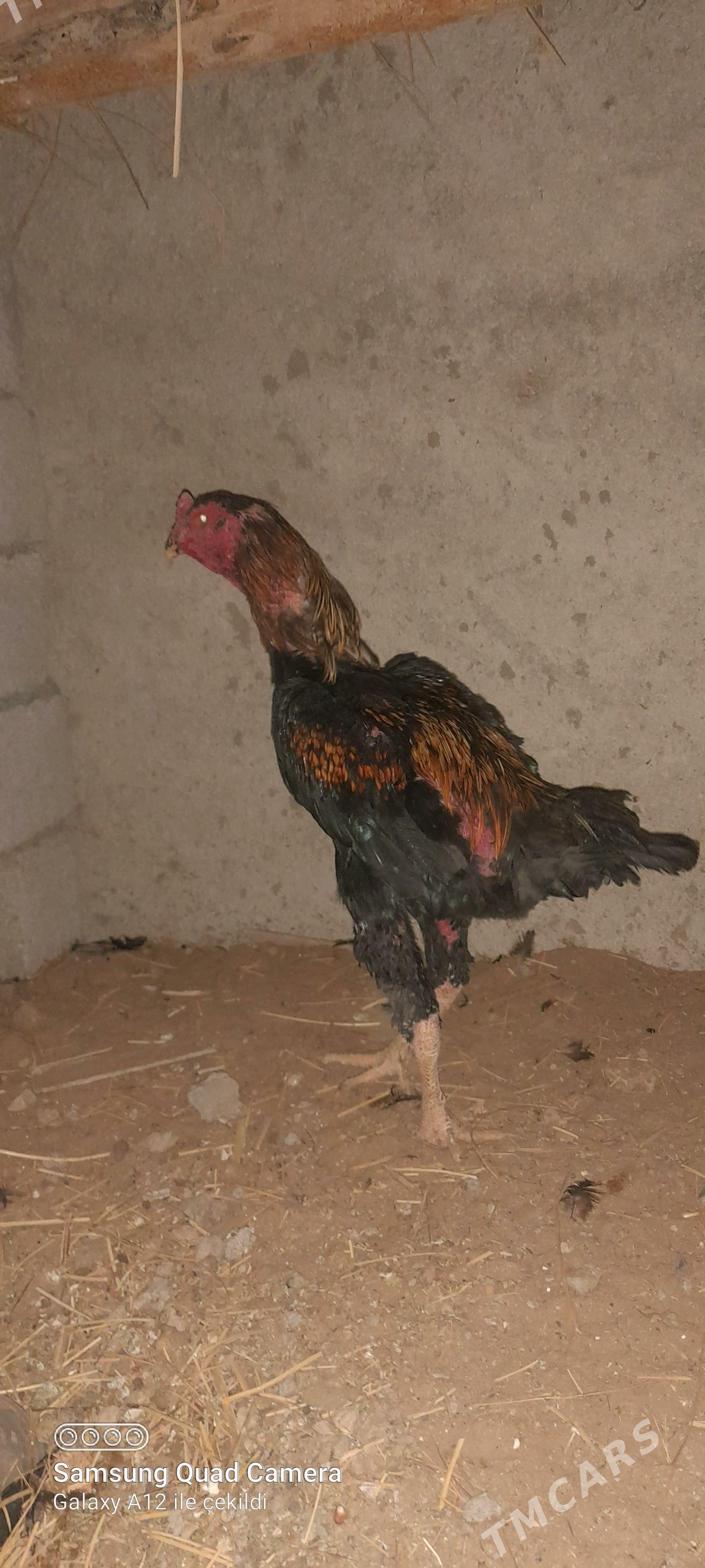 taşkent - Büzmeýin - img 1