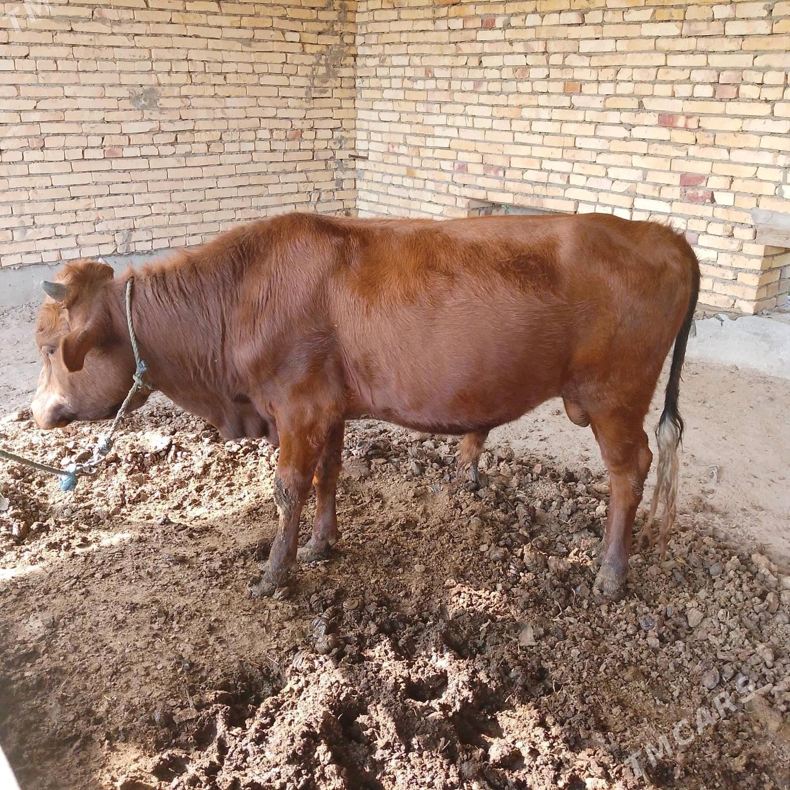 СЕМИЗ ОКУЗ ВЕ УНАЖЫН - Çärjew - img 7