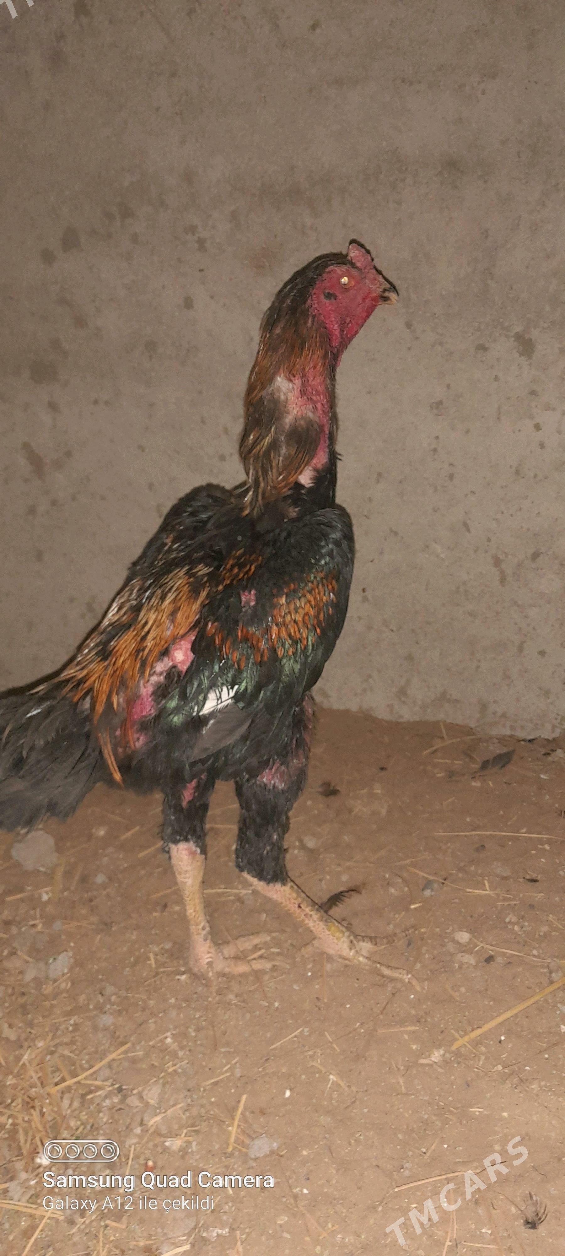 taşkent - Büzmeýin - img 2