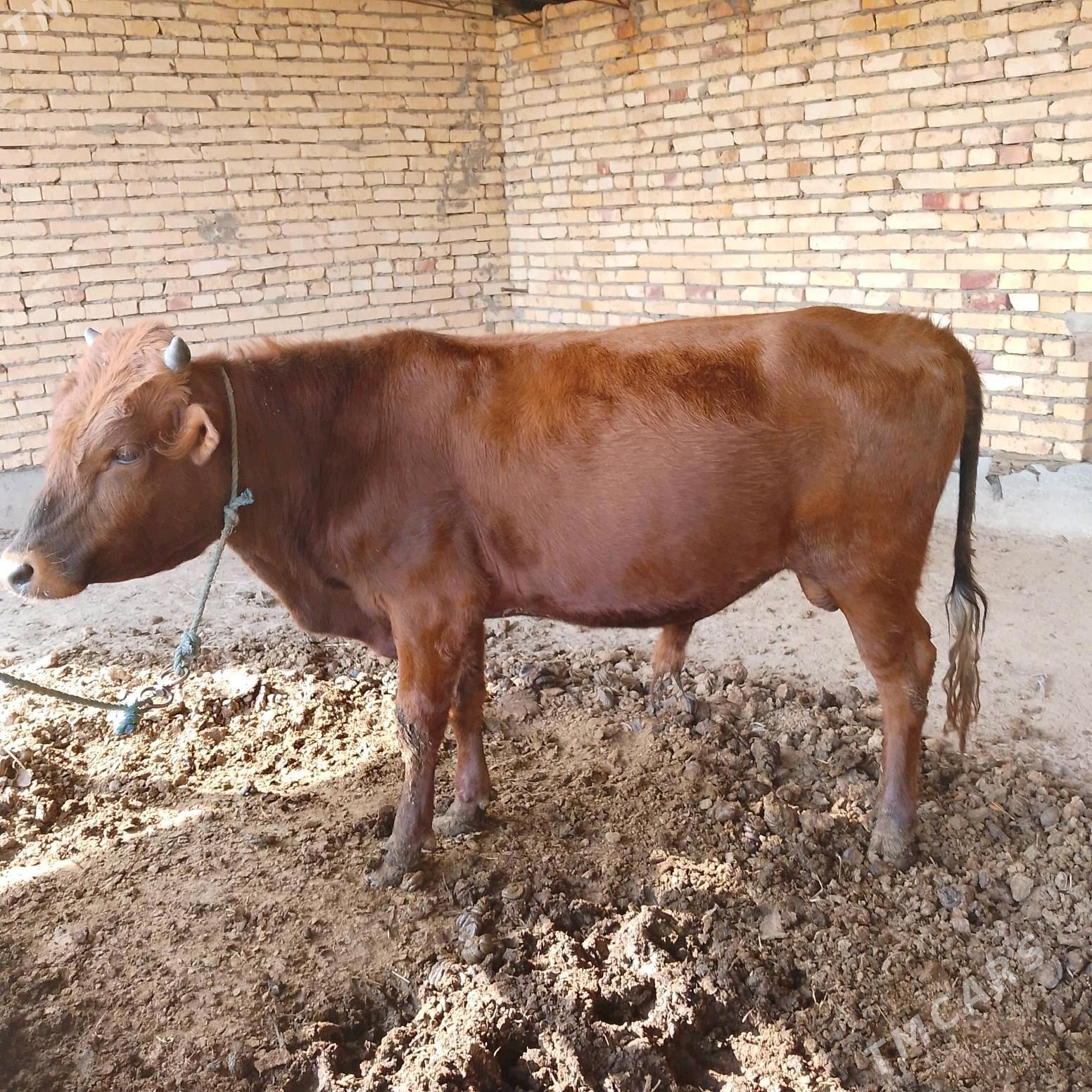 СЕМИЗ ОКУЗ ВЕ УНАЖЫН - Çärjew - img 8