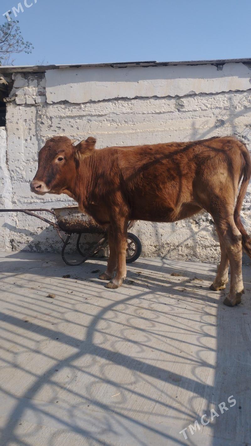 tuwe - Гызыларбат - img 2