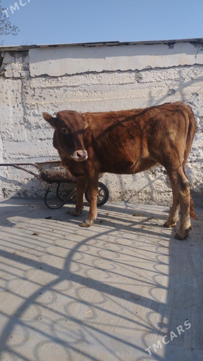 tuwe - Гызыларбат - img 1